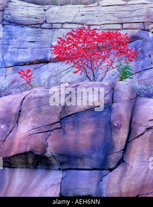 Couleur d'automne rouge sumac Rock Secret Mountain Wilderness Arizona Banque D'Images