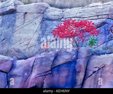 Couleur d'automne rouge sumac Rock Secret Mountain Wilderness Arizona Banque D'Images