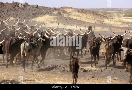 Mali Ansongo, Sahel, l'homme de tribu Peul ses vaches d'élevage Banque D'Images