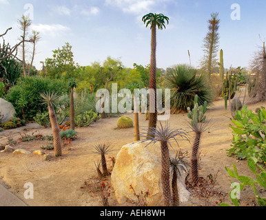 Jardins de cactus montrant une variété de plantes du désert le Balboa Park, San Diego, Californie Banque D'Images