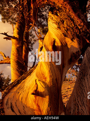 Close up of wood sur l'ancienne pin Bristlecone Pine Forest en Californie Banque D'Images