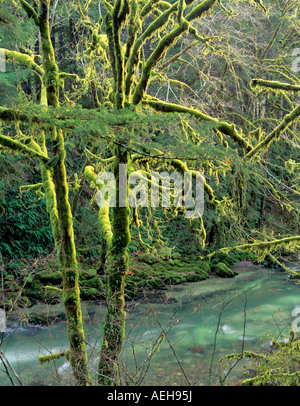 Arbres couverts de mousse et Santiam River Oregon Banque D'Images