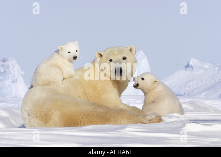 L'ours polaire (Ursus maritimus). Mère avec deux oursons Banque D'Images