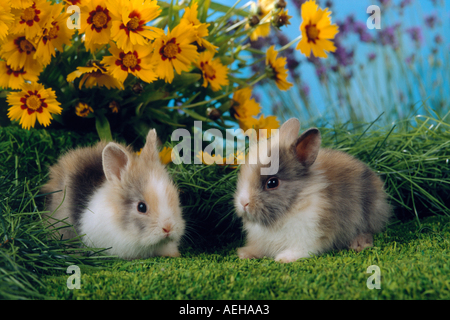 Deux jeunes lapins nains en face de fleurs / Sylilagus idahoensis / Brachylagus idahoensis Banque D'Images