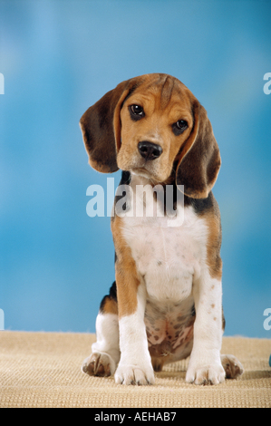 Beagle. Puppy sitting. Studio photo sur un fond bleu Banque D'Images