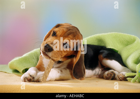 Chien Beagle - chiot avec traiter Banque D'Images