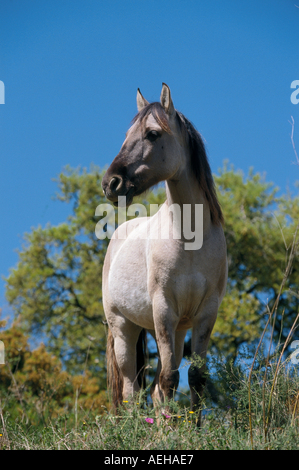 Cheval Sorraia - standing on meadow Banque D'Images