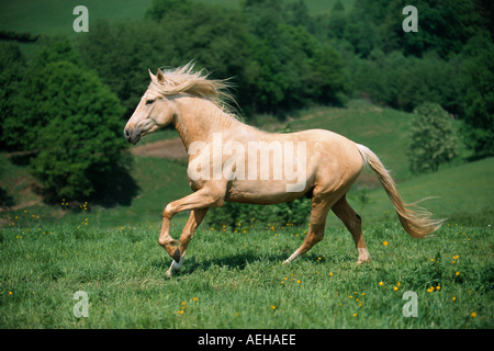 Cheval au galop - Paso péruvien Banque D'Images