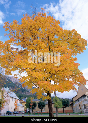 Couleur/couleur automne arbre qui grandit dans une ville du nord de l'Italie, Banque D'Images