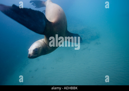 L'Argentine de la Province de Chubut Puerto Piramedes sous-vue de de lions de mer Banque D'Images