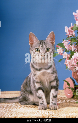 Young European Shorthair Cat - séance Banque D'Images