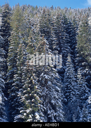 Automne hiver de la neige sur les arbres dans les dolomites, Banque D'Images