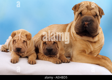 Shar Pei chien avec deux chiots Banque D'Images