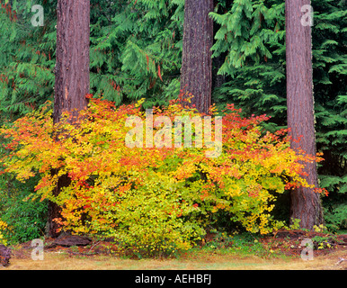 La couleur de l'automne dans la région de Vine Maple et cèdres off Aufderheide National Scenic Byway Oregon Banque D'Images