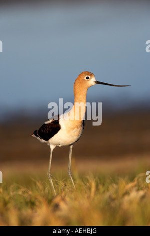 L'Avocette d'été Lake State Wildlife Refuge Oregon Banque D'Images