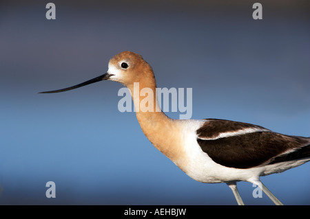 L'Avocette d'été Lake State Wildlife Refuge Oregon Banque D'Images