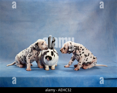 Deux chiots et chiens dalmatien Lapin Rex Banque D'Images