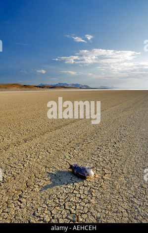 Seagull on soude appartements de Black Rock Desert National Conservation Area Nevada Banque D'Images