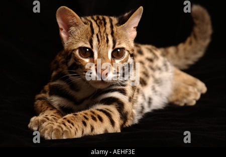 Chaton 'Zeus', traversée entre un Bengal et une Leopardcat d'Asie. Banque D'Images