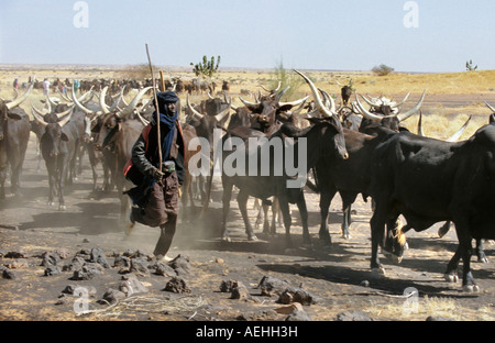 Mali Ansongo, Sahel, l'homme de tribu Peul ses vaches d'élevage Banque D'Images