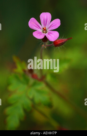 Herb Robert (Geranium robertianum) - Banque D'Images