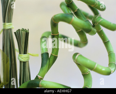 Annulated avec bambou bouquets d'herbe Banque D'Images