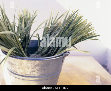 Bouquets de graminées carex à tin bucket, close-up Banque D'Images