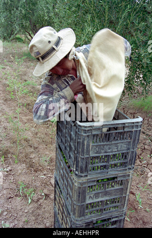 Workman avec hat remplissant les boîtes avec les olives dans une oliveraie, Catamarca, l'ouest de l'Argentine Banque D'Images