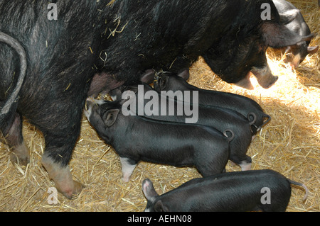 Mc0256 porcelets boire du lait de Mère ét Banque D'Images