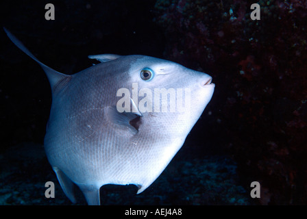 Ocean triggerfish dans jardin fleuri dans le golfe du Mexique Banque D'Images