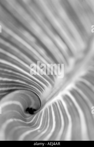 Close up de feuille d'Hosta Hughes Water Gardens Florida Banque D'Images