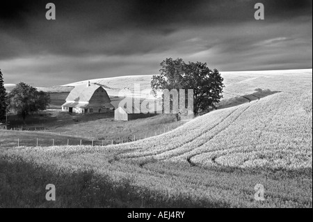 Grange et déposé auprès du canola à l'orage la Palouse près de Colfax Washington Banque D'Images