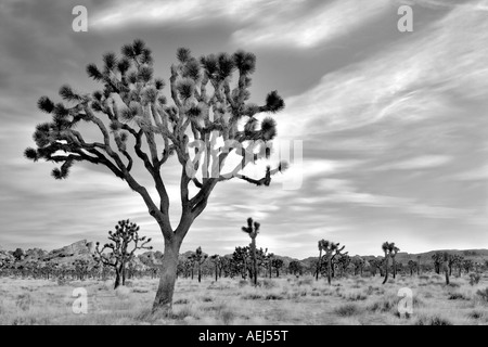 Le lever du soleil dans les arbres de Joshua Joshua Tree National Park en Californie Banque D'Images