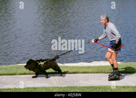 Belle Mature man gris gris cheveux blancs le patin à roues alignées avec l'exercice de chien sans laisse pour animaux fun POV United States Monsieur © Myrleen Pearson Banque D'Images