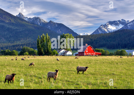 Moutons en pâturage avec grange et Wallowa montagnes près de Joseph Oregon Banque D'Images