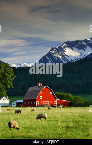 Moutons en pâturage avec grange et Wallowa montagnes près de Joseph Oregon Banque D'Images