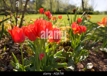 Jardin de printemps, un bouquet de tulipes rouges Banque D'Images