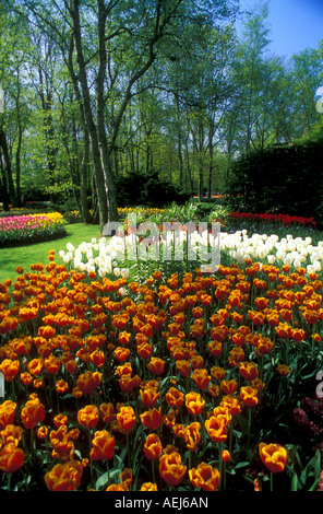 Dans tulipes Keukenhof Holland Banque D'Images