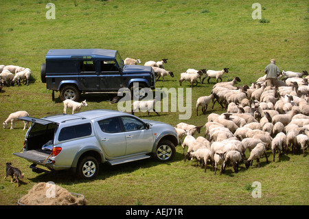 Un éleveur À UN FLUX DE DIFFUSION RÉCEMMENT TONDUE TROUPEAU SUR UNE FERME GLOUCESTERSHIRE UK Banque D'Images