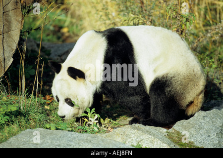 Panda géant (Ailuropoda melanoleuca) Banque D'Images