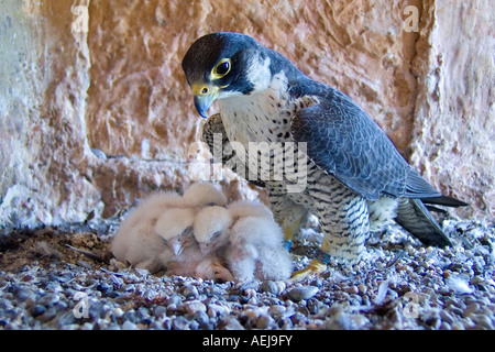 Le faucon pèlerin (Falco peregrinus), femme avec l'envol Banque D'Images