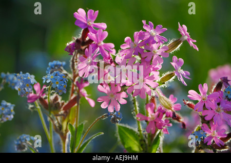 Bois forget-me-not (Myosotis sylvatica) et rouge(campion Silene dioica), lumière arrière Banque D'Images