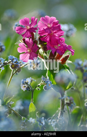 Bois forget-me-not (Myosotis sylvatica) et rouge(campion Silene dioica), lumière arrière Banque D'Images