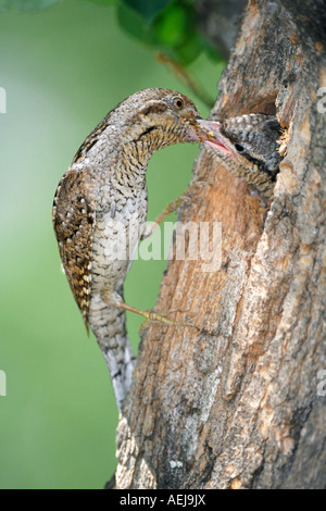 Fourmilier eurasien (Jynx torquilla) nourrir l'envol Banque D'Images