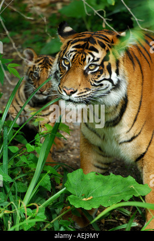 Tigre de Sumatra (Panthera tigris sumatrae), femelle avec un cub Banque D'Images