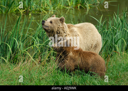 Ours brun (Ursus arctos), elle enfante avec un jeune animal Banque D'Images