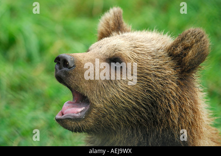 Ours brun (Ursus arctos), le jeune animal, portrait Banque D'Images