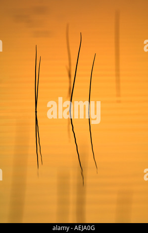 Reed se reflète dans un lac, le matin Banque D'Images