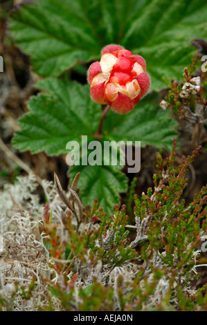 Plaquebière (Rubus chamaemorus) Banque D'Images