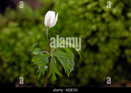 Buschwindroeschen Anemone nemorosa Banque D'Images